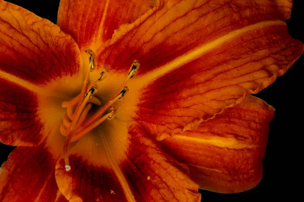 Corazón interior rojo amarillo daylily macro sobre fondo negro — Foto de Stock