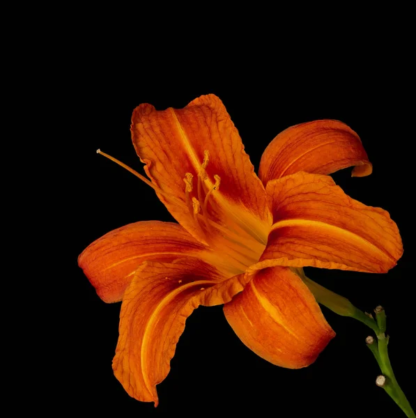 Beaux-arts still life color macro of a single isolated orange daylily — Photo