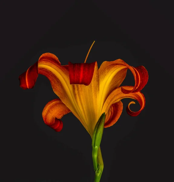 Daylily macro of a yellow red shining blossom, bud, black background — стоковое фото