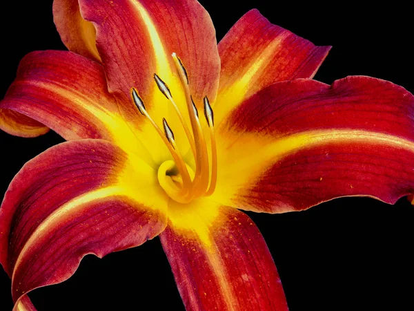 Fine Art Stillleben Farbmakro eines einzelnen isolierten Taglilie-Herzens — Stockfoto