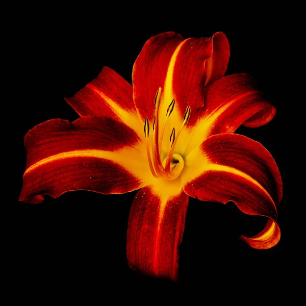 Jemné umělecké barevné makro jedné izolované denní lilie — Stock fotografie