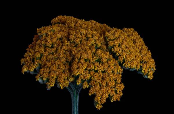 Flor isolada amarelo dourado yarrow / milfoil flor e caule — Fotografia de Stock