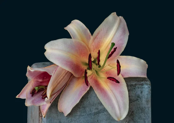 두 활기찬 핑크 화이트 노란색 백합 꽃 매크로, 콘크리트 돌 — 스톡 사진