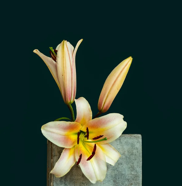 Ροζ λευκό κίτρινο άνθη κρίνος και το Bud μακρο, σε μια τσιμεντένια πέτρα — Φωτογραφία Αρχείου