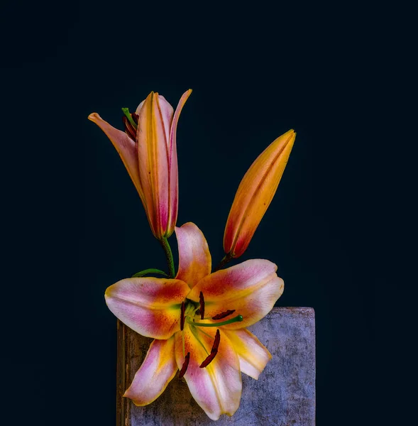 red white yellow orange lily blossoms and bud macro,on a concrete cube