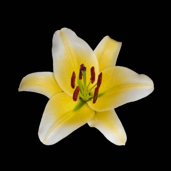 Ορθάνοιχτο απομονωμένο κίτρινο λευκό λαμπερό άνθος κρίνος, μαύρο πίσω — Φωτογραφία Αρχείου