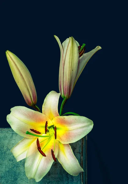 Pink white yellow lily blossoms,bud,vintage macro,on a concrete cube — Stock Photo, Image