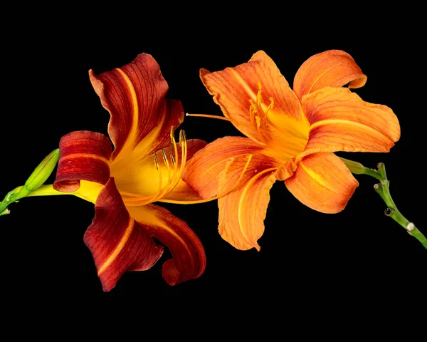 Daylily macro of a pair of orange red touching blossoms,black back — Stock Photo, Image