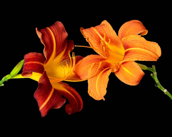 Daylily macro of a pair of orange red touching blossoms, black back — стоковое фото