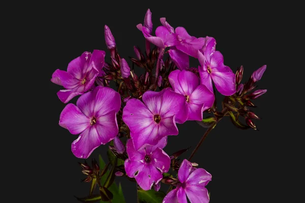 Color floral macro of a single isolated cluster of dark violet phlox — Stock Photo, Image