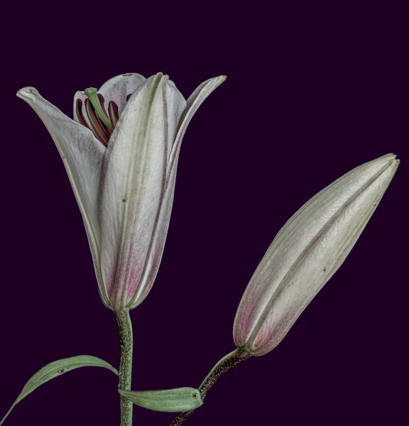 Lys couleur pastel bourgeon et fleur sur le point d'ouvrir, fond bleu violet — Photo