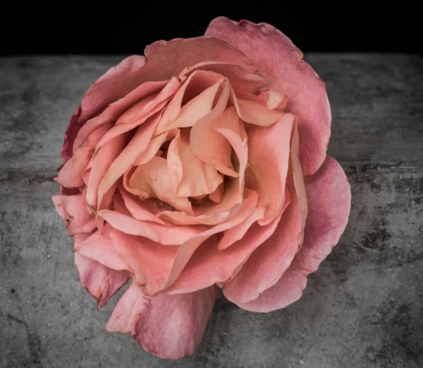 Rosa azahar rosa con gotitas de lluvia sobre una piedra gris de hormigón — Foto de Stock