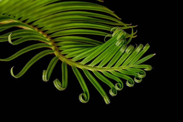 Desenrolando curvo verde cyca ramo cor macro no fundo preto — Fotografia de Stock