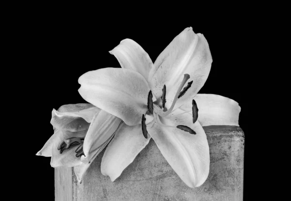Two white lily blossoms monochrome macro,on a concrete stone cube