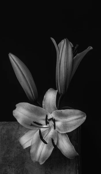 Düşük anahtar beyaz zambak çiçekleri ve tomurcuk vintage monokrom makro — Stok fotoğraf