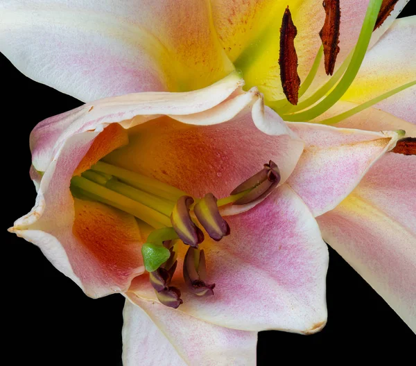 Heart of a pink yellow bright lily blossom macro, black background — стоковое фото