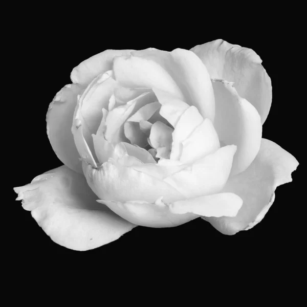 Macro monochrome fleur de rose blanche isolée sur fond noir — Photo