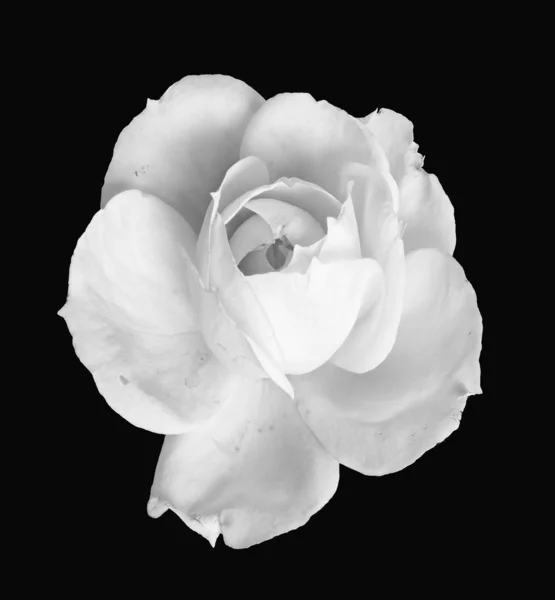 Λευκό τριαντάφυλλο ανθίζει μονόχρωμη μακροεντολή απομονώνεται σε μαύρο φόντο — Φωτογραφία Αρχείου