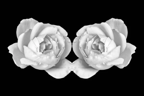 Paire de fleurs de rose blanche macro monochrome isolé sur fond noir — Photo