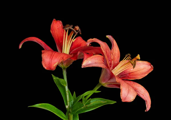 Pair of red lily blossoms with rain drops macro,black background — Stock Photo, Image