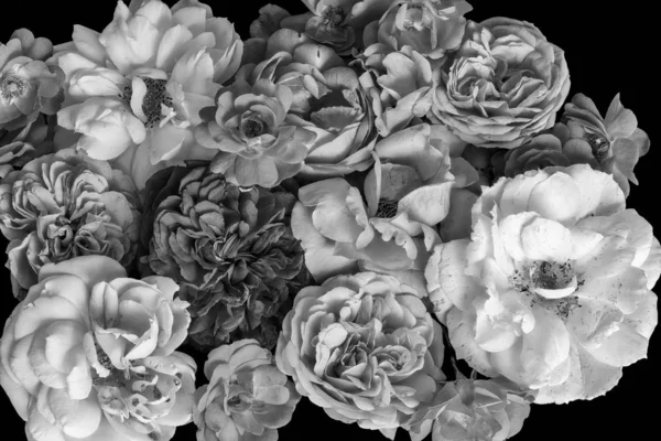 Gül çiçekleri koleksiyonunun tek renkli vintage makrosu — Stok fotoğraf