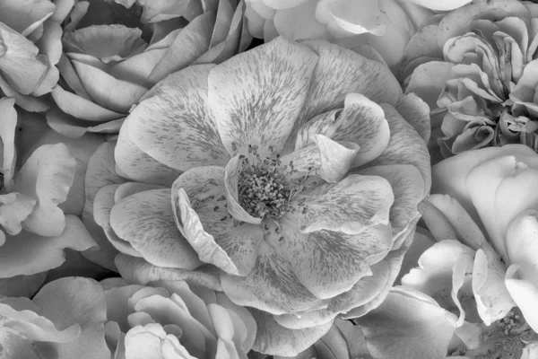 Gül çiçekleri koleksiyonunun tek renkli vintage makrosu — Stok fotoğraf