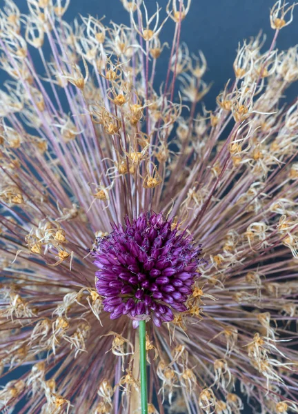 Flor de cebollino violeta fresca frente a un gigantesco alium marchito —  Fotos de Stock