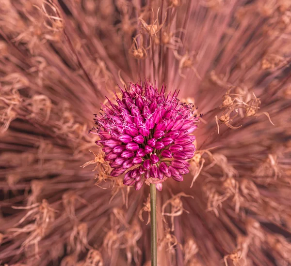 Red chive blossom in front of a withered golden allium giganteum — Stock Photo, Image