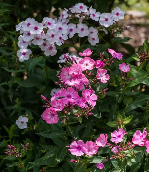 Natural color outdoor image of pink and white phlox blossoms ona shrub