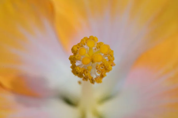 Cor abstrata macro do interior de uma flor de hibisco amarelo aberto — Fotografia de Stock