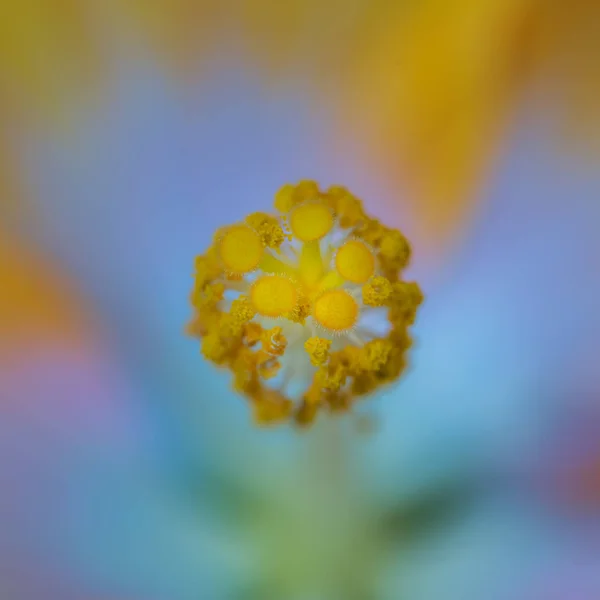 Cor abstrata macro do interior de um hibisco azul amarelo aberto — Fotografia de Stock