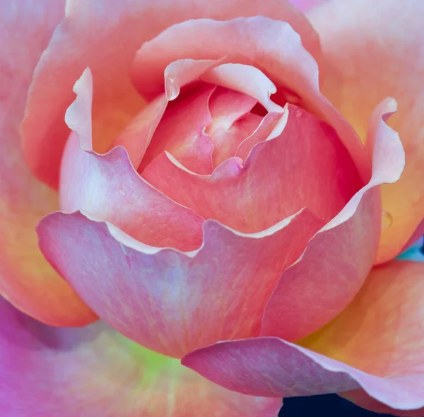 Rosa naranja rosa centro de la flor macro sobre fondo negro — Foto de Stock