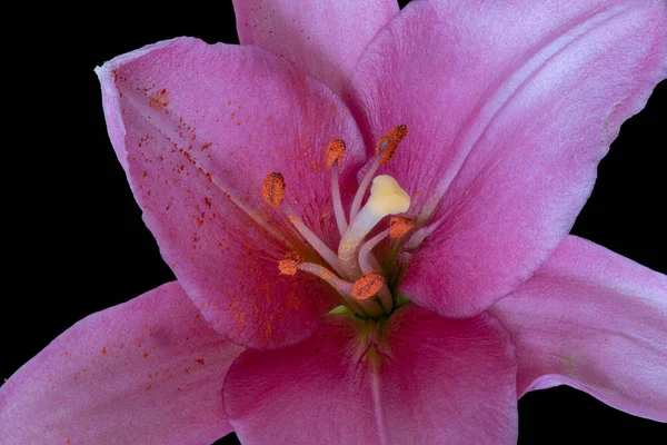 Macro of the heart of a pink lily blossom, orange pollen on black back — стоковое фото