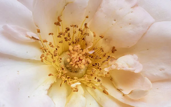 yellow white wide open rose blossom heart,pastel color fine art macro