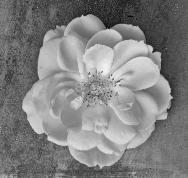 Aislado monocromo blanco rosa flor macro, piedra de hormigón gris — Foto de Stock