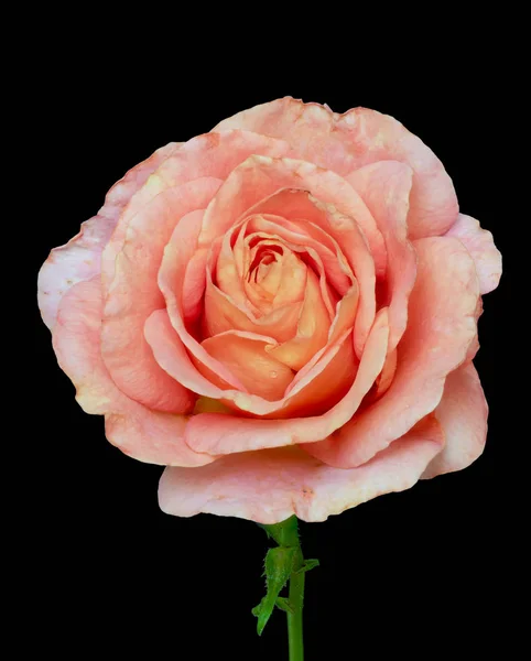 Rosa naranja brillante aislada con macro gotita, fondo negro — Foto de Stock
