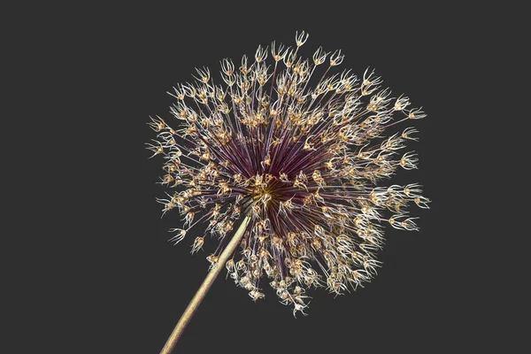 Dried faded allium giganteum blossom maco on dark gray background — Stock Photo, Image