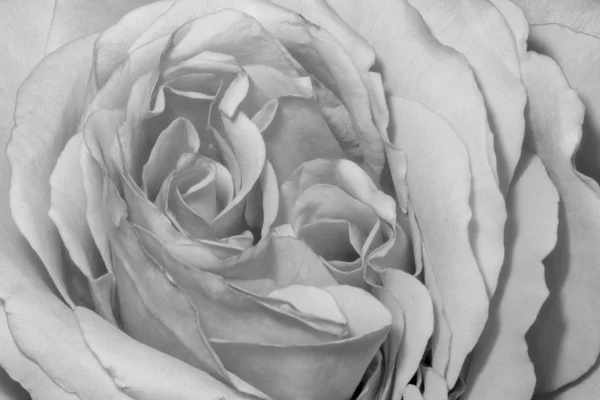 Bellas artes bodegón monocromo macro de la parte interior de una rosa blanca — Foto de Stock