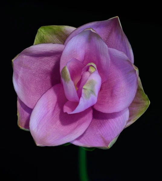 Fleurs de curcuma violet, fond noir, moulin à vent pour enfants — Photo