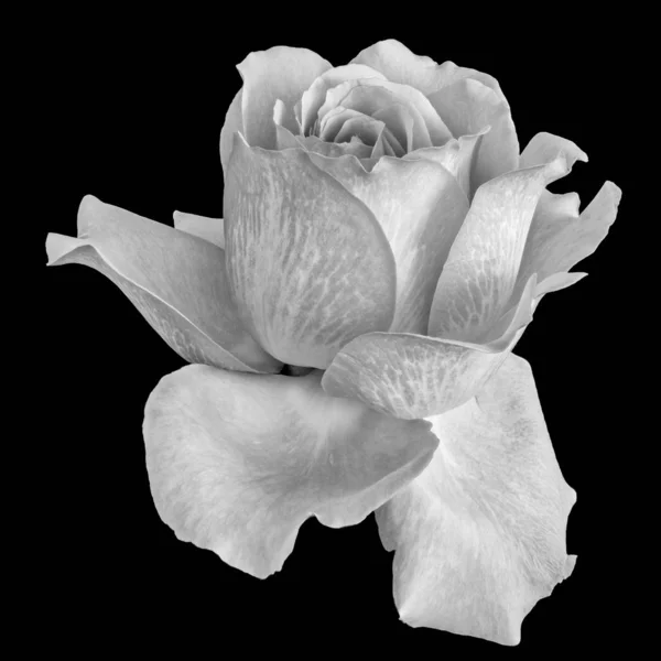 Izolált monochrom Fehér Rózsa virág makró, fekete háttér — Stock Fotó