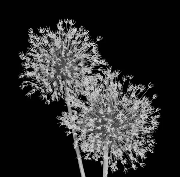 黒の乾燥した色あせたモノクロアリウムギガンテウムの花のペアマコ — ストック写真