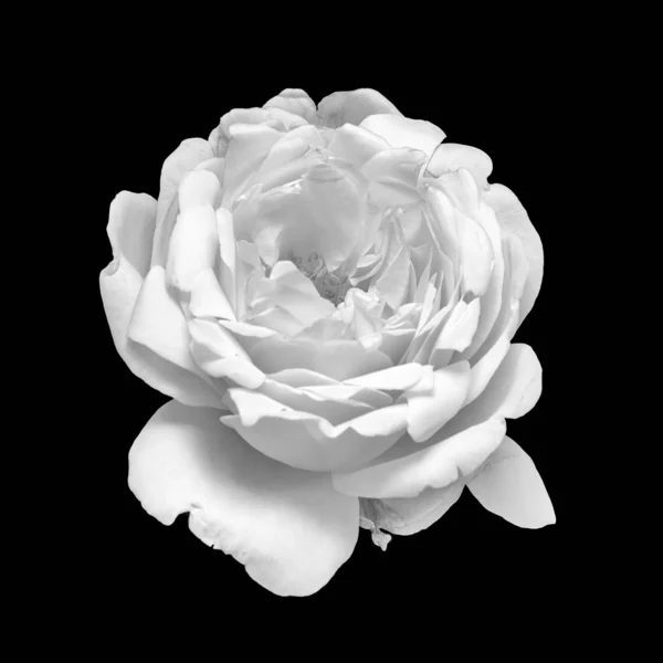 Macro monochrome fleur de rose blanche isolée sur fond noir — Photo