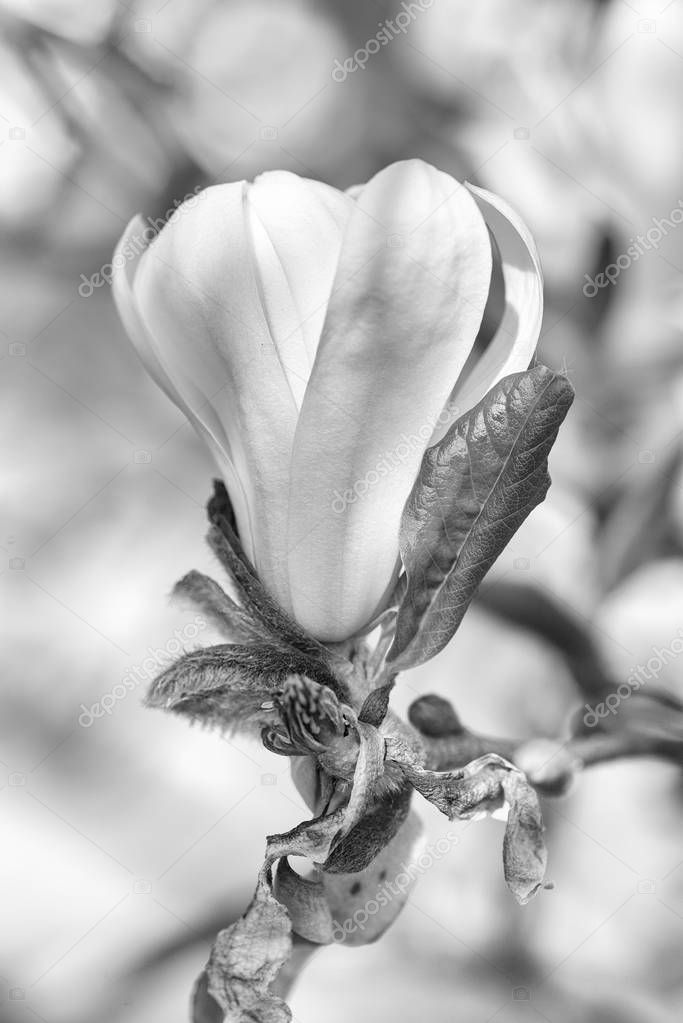 monochrome outdoor macro portrait of a young magnolia blossom