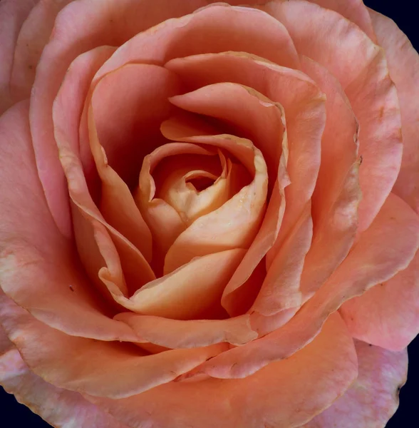 Rosa rosa brillante aislada con gotitas de agua — Foto de Stock