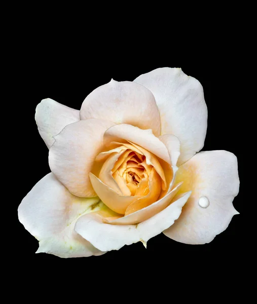 Isolated bright orange white rose blossom macro,black background — Stock Photo, Image
