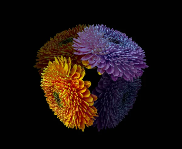 Bunte orange und lila florale feine Kunst detaillierte Gerbera Makro — Stockfoto
