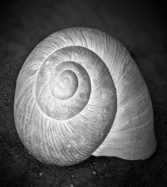 Monocromático surrealista low key escuro caracol shell macro em um preto — Fotografia de Stock