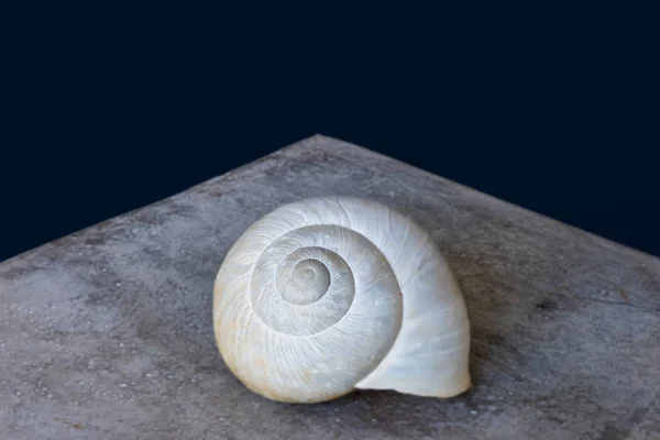 Caracol branco shell macro em uma pedra de concreto cinza, fundo azul escuro — Fotografia de Stock