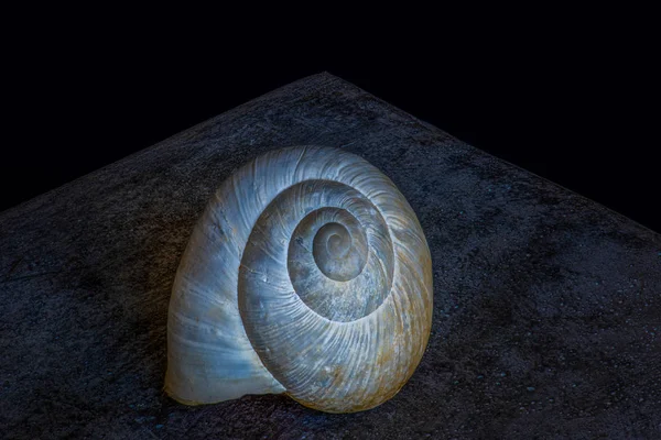 Σουρεαλιστικός χαμηλού κλειδιού σκοτεινό κέλυφος σαλιγκάρι σε μια γκρίζα τσιμεντένια πέτρα — Φωτογραφία Αρχείου