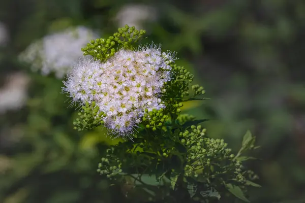 Branco spiraea ao ar livre / flor de spirea / broto / ramo macro, costas naturais — Fotografia de Stock